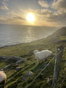 Dingle Cliffs and Sheep!